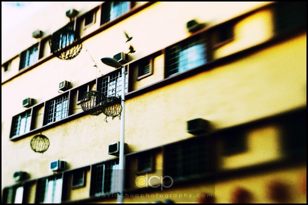 Birds on Building 5969