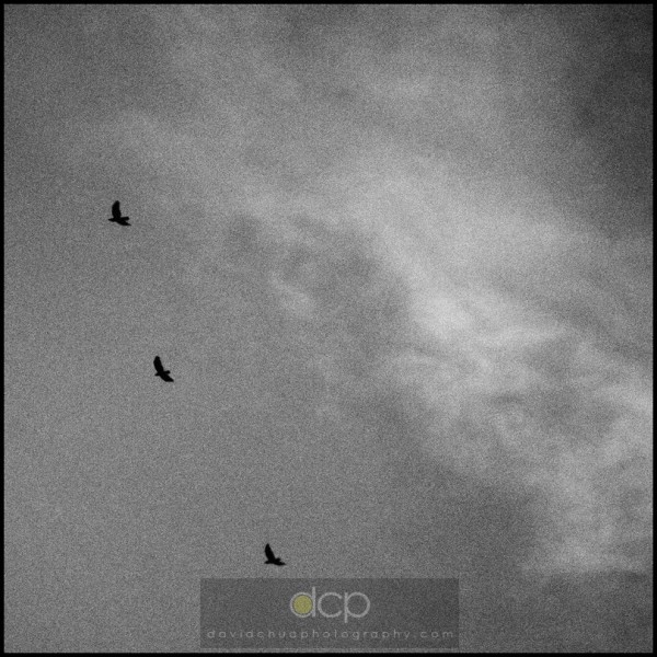 Birds returning home Olympus E-P1, B&W art filter. I pre-focused the camera to infinity before reaching out to shoot the birds returning to their home using the grainy black and white art filter mode.