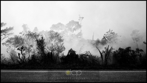 burning forest 1 burning forest-1, Bintulu