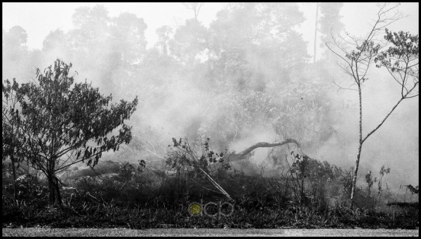 burning forest 2 burning forest 2 - Bintulu