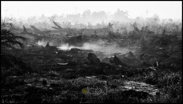 burnt forest burnt forest, Bintulu